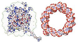 Взаимодействие ДНК со структурными белками-гистонами. 